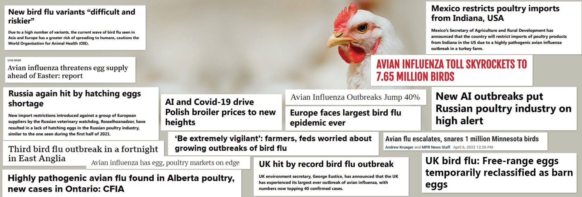 GN Good Nutrition AGP Free Animal Feed Additives