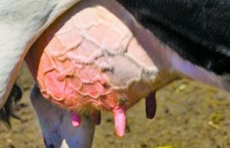 Mastitis (Cow Udder Infection) antibiotics resistance prevalent, need bypass SCFA, MCFA, glyceride reduce somatic cell count