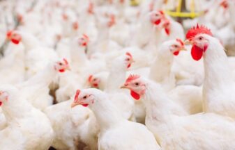 High stocking density broilers farm leads to low FCR, wet droppings, SCFA, MCFA, butyrin, butyrates, glycerides