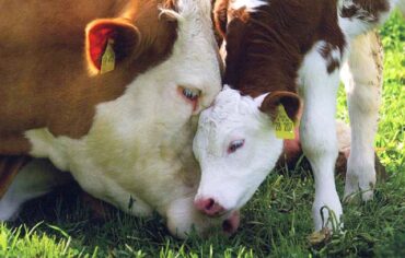Cow fertility is a challenge, can be improved with bypass Omega 3 essential fatty acids