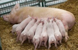 Sow farrowing, requires high density, highly digestible energy, Medium Chain Triglycerides (MCT) to next farrowing