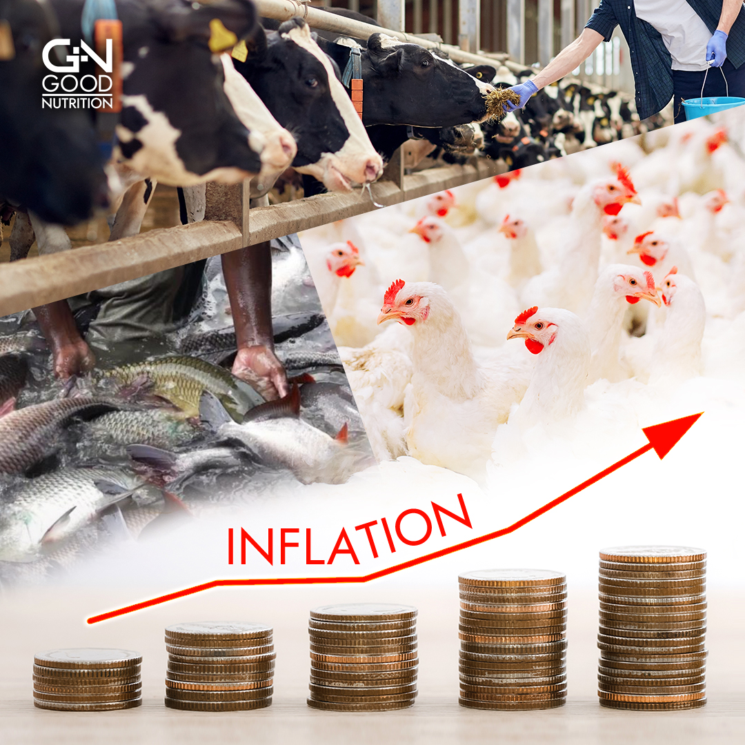 inflation, rising costs, farmers, feed, animals, lysolecithin