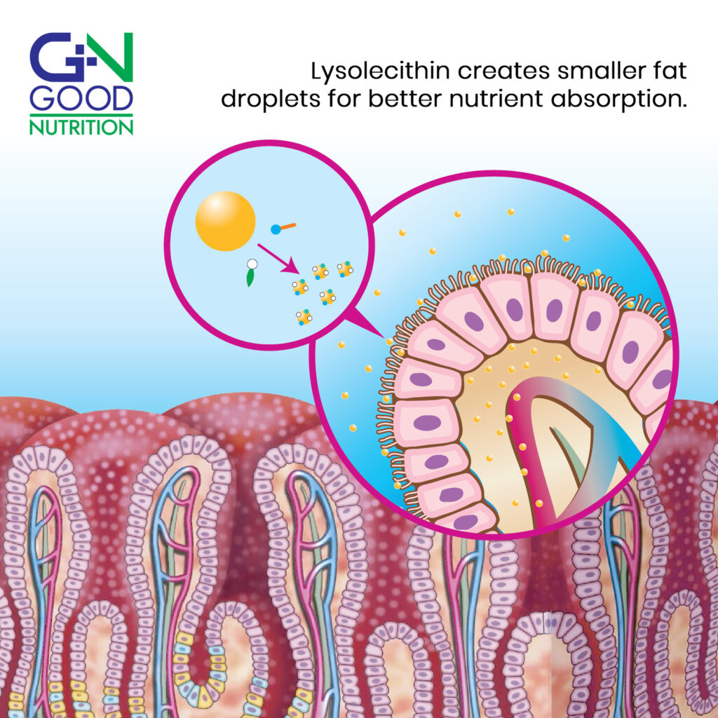 Lysolecithin creates smaller fat droplets for better nutrient absorption