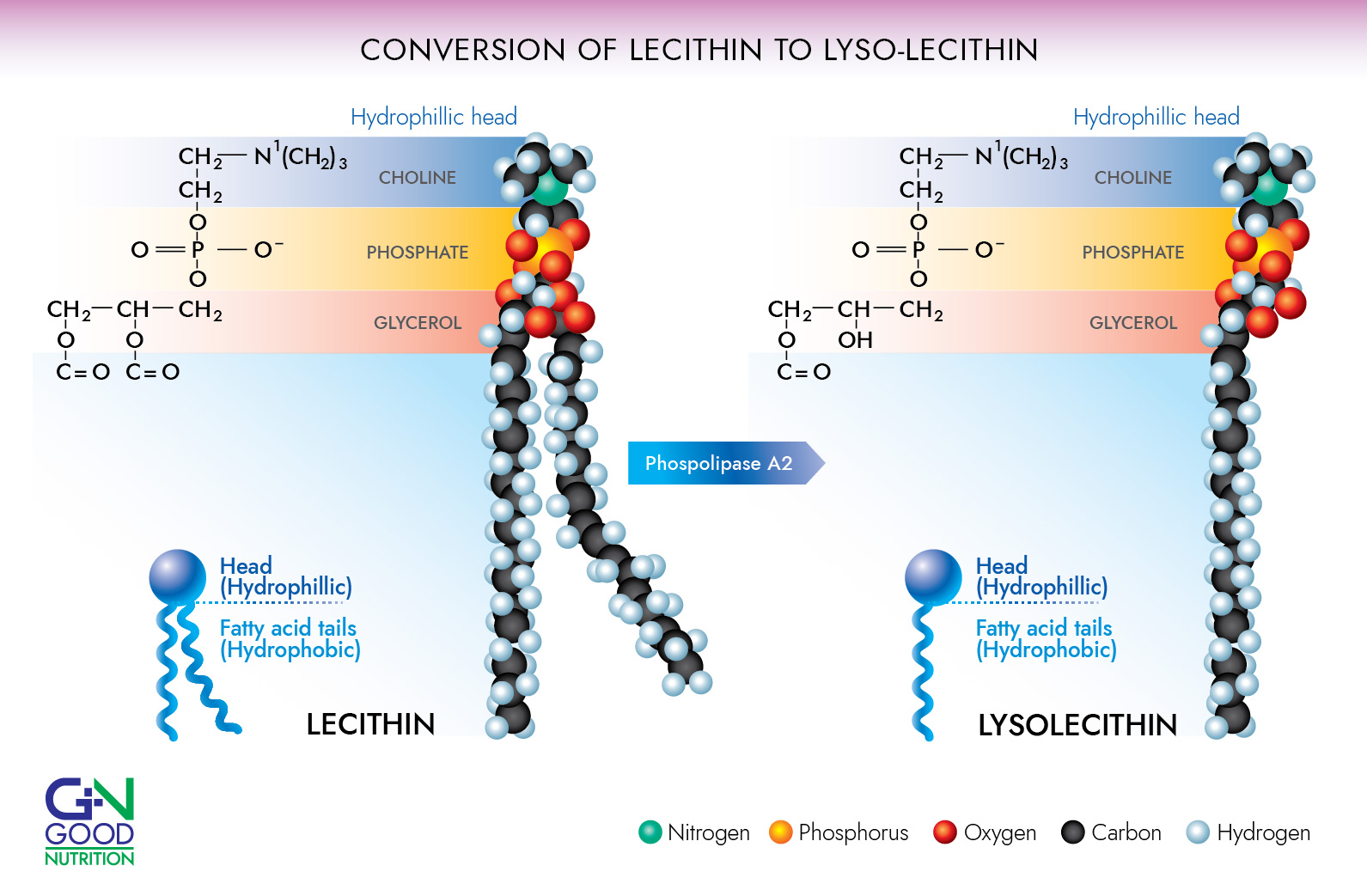 lecithin hydrolysis to lysolecithin, lysolecithin one less fatty acid leg